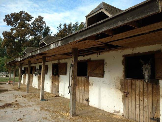 Haras Henry Jota Image