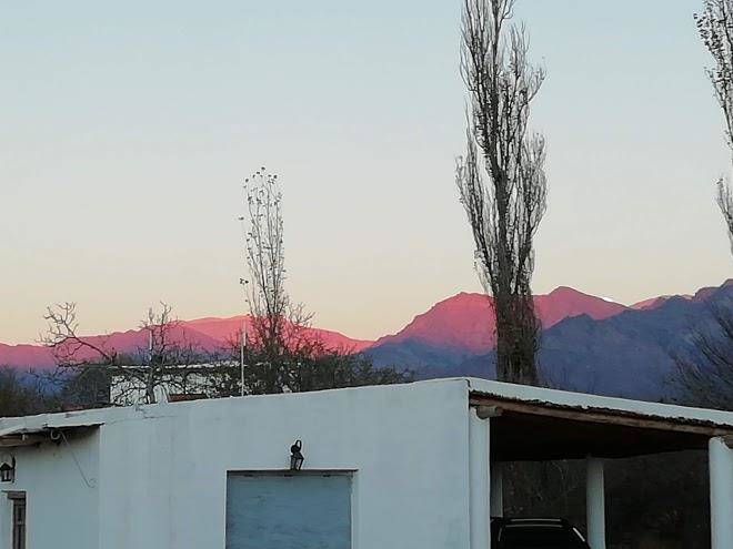 El zorro gris