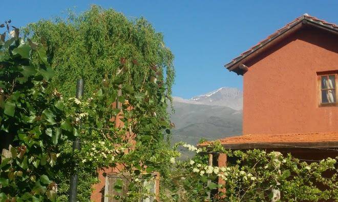 Rosa de los andes