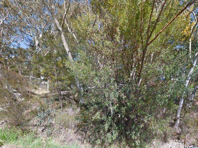 Scribbly gum
