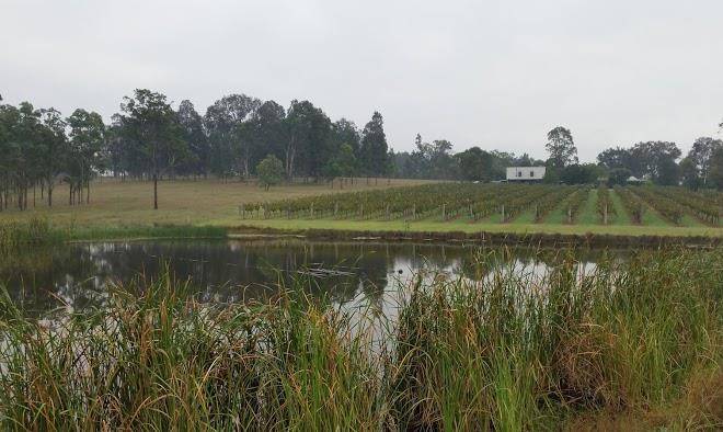 Bracken ridge vineyard estate