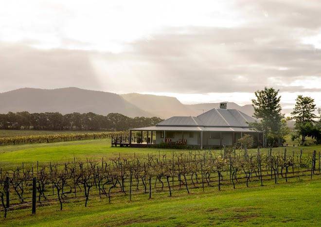 Hanging tree wines
