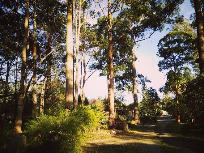 Boambee palms holiday and accommodation park