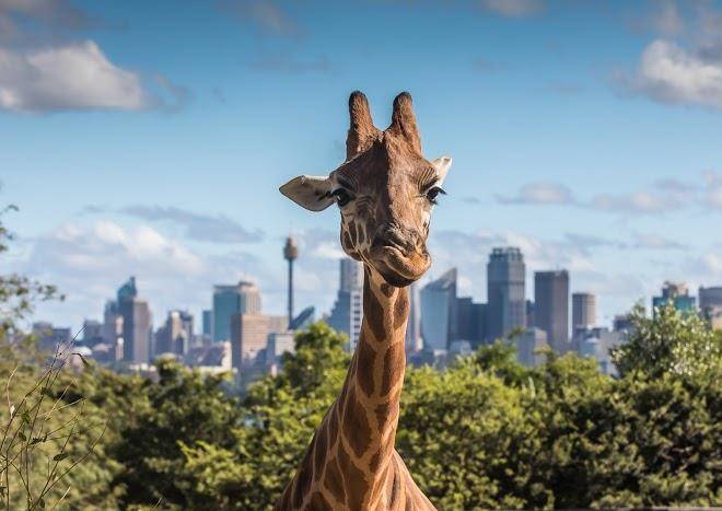 Wildlife retreat at taronga