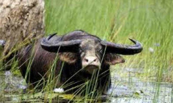 Daly River Inn Image