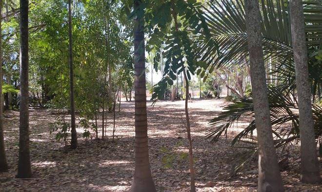 Daly river mango farm
