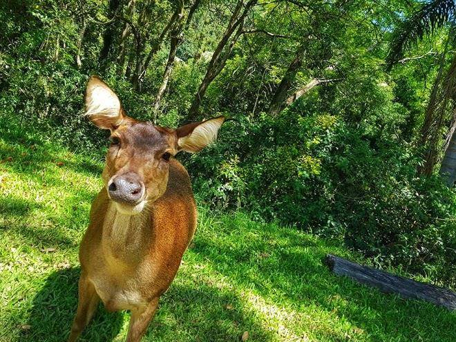 Borumba deer park