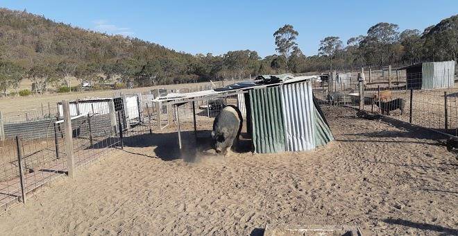 Happy pig farm
