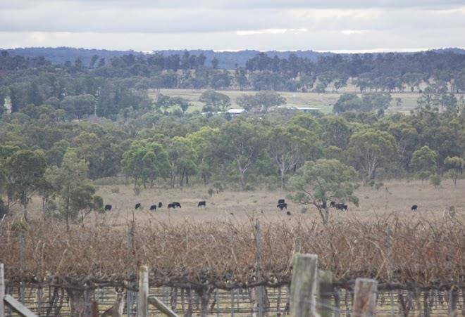 Whiskey gully wines