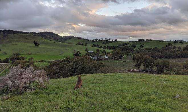 The dairyman barossa