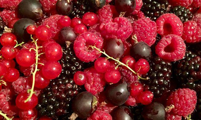 Pennyroyal raspberry farm & cidery