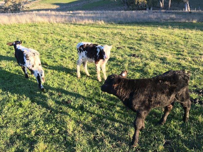 Wirraway farm stay