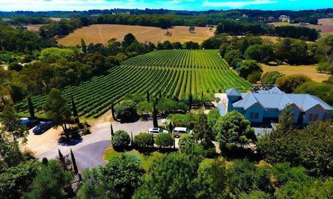 Morning sun vineyard