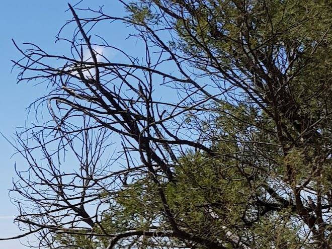 Eucalypt ridge