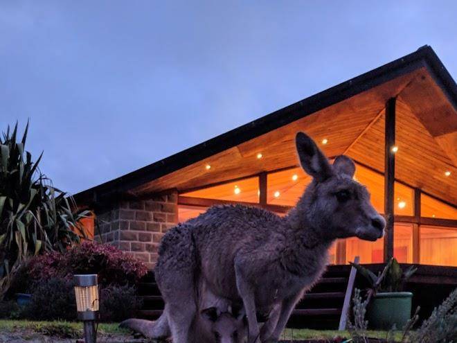 Kangaroo manor