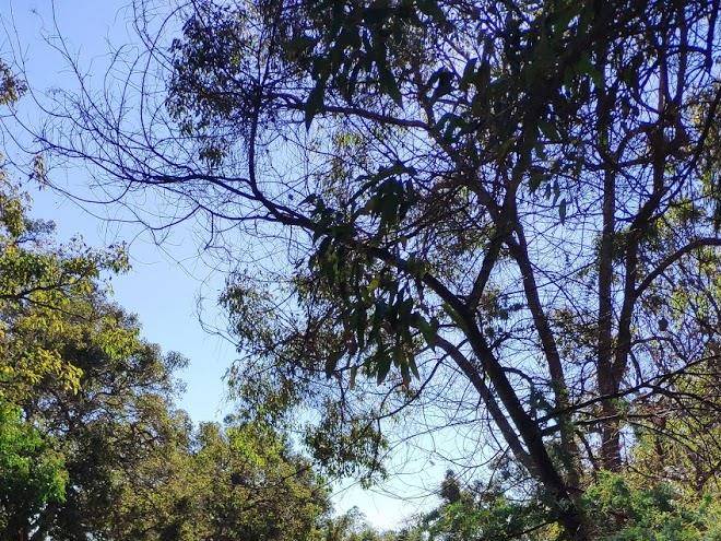 Anapana ridge