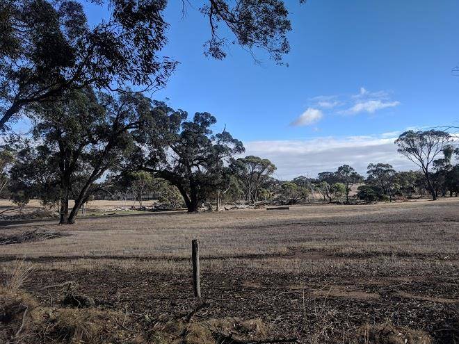 Where the gum trees are