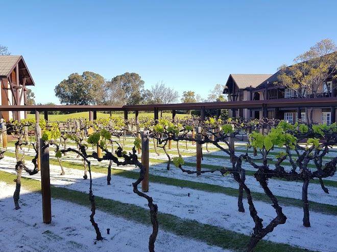 The vines resort