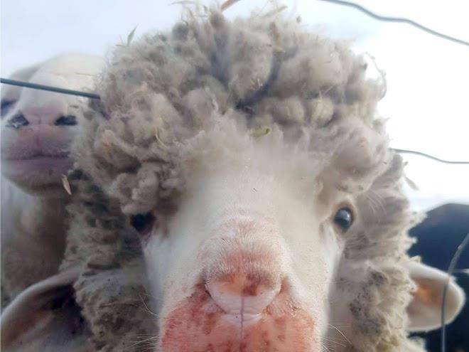 A better life animal sanctuary