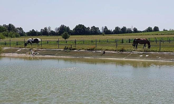 Horse farm grosskadolz