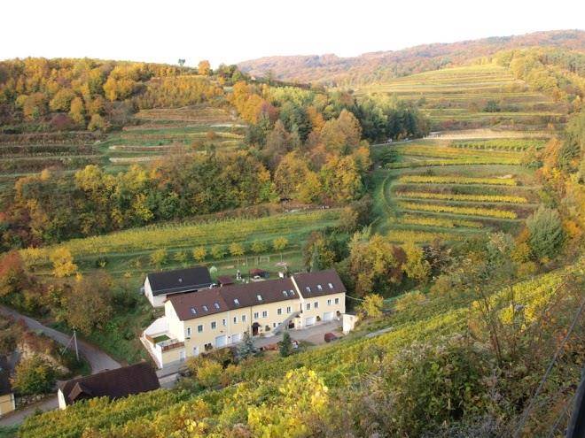 Weinbau weidenauer