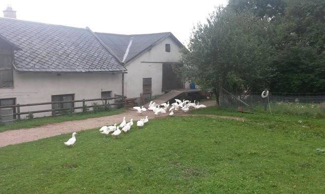 Pension ohswald