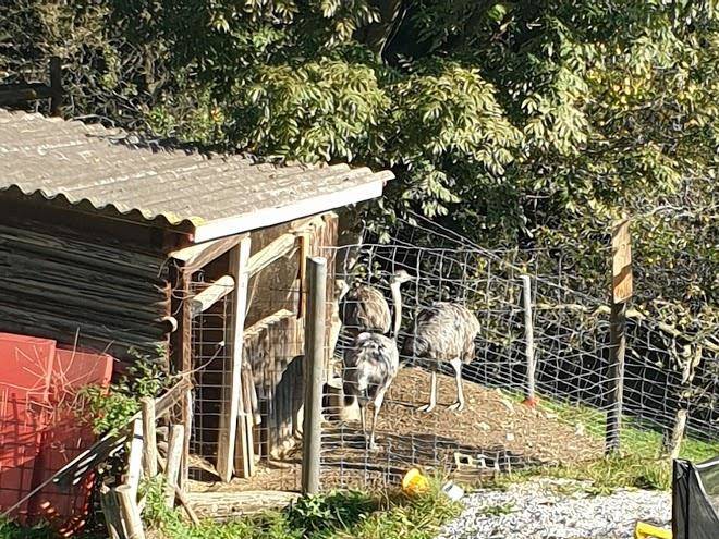 Ab hof verkauf bio schaf bauernhof kolbel