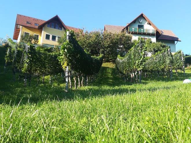 Weingut gaube