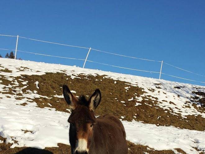 Almhutte gollialm