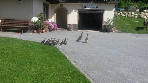 Urlaub am bauernhof familie harald ganser