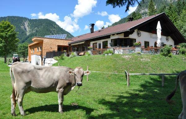 Musteralpe plansee
