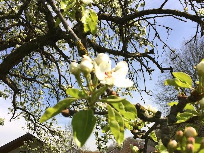Sonnenblumenhof