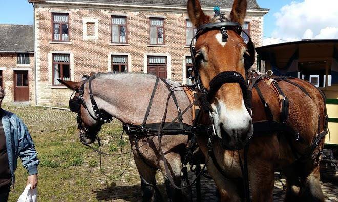 Bourgois Erica Image