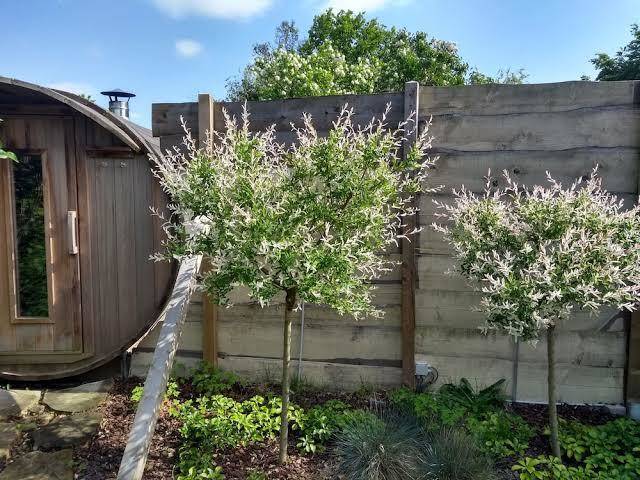 Hotel Pluimpapaver Image