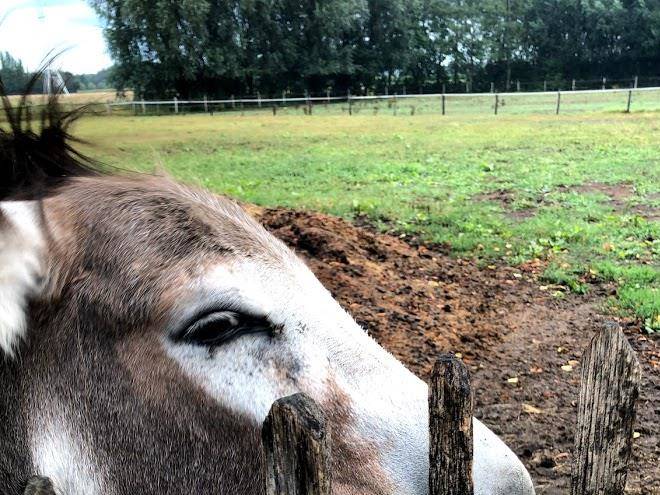 Wilgenwind vakantiewoning