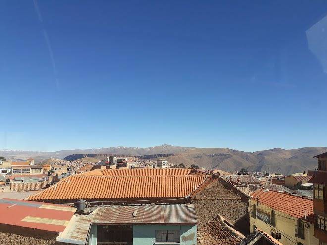 La vicuna