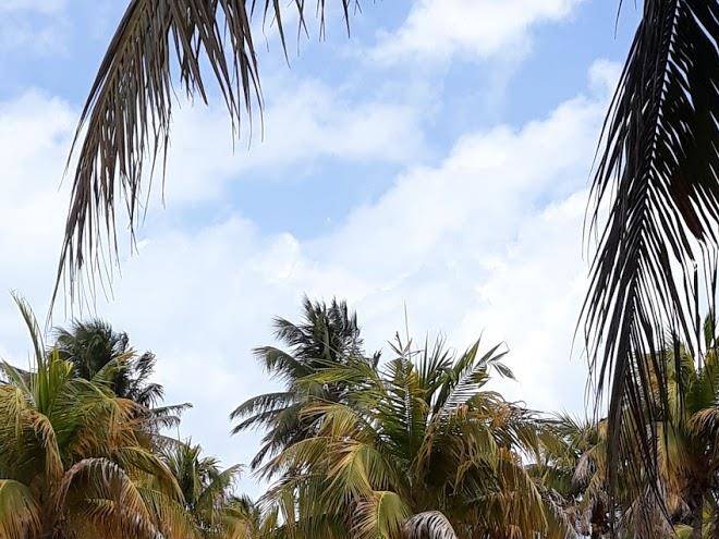 Chales anamar
