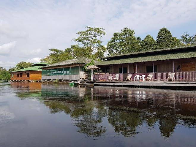 Amazon arowana lodge