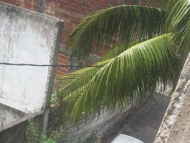 Rainha da cocada preta