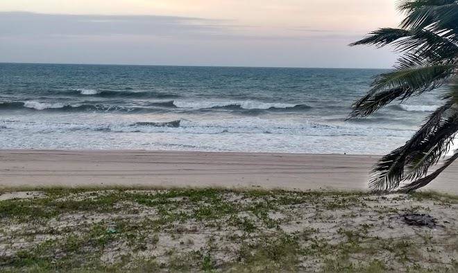 Tabuba morro branco