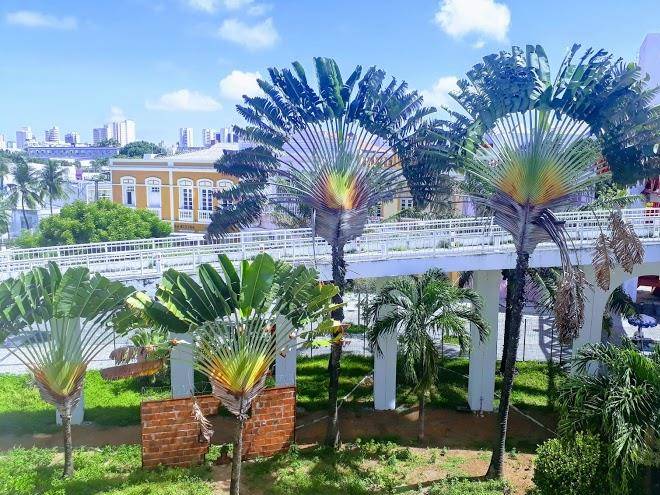 Sol'lar de iracema