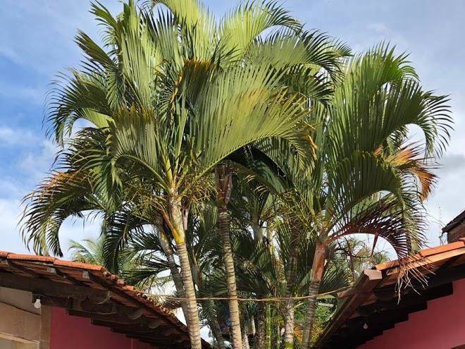 Pousada matutina meiapontense