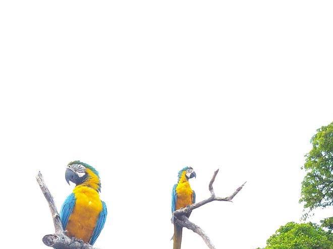 Pantanal
