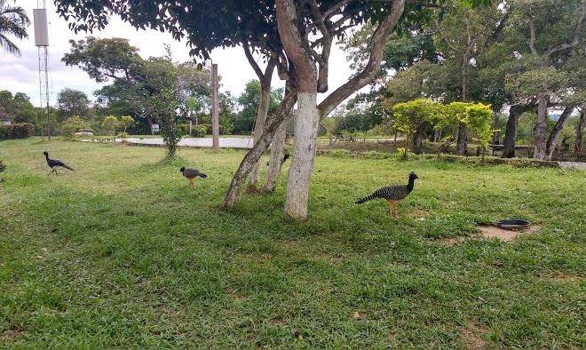 Pousada baguari pantanal