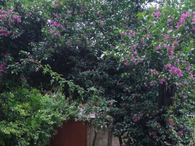 Moradia do parque