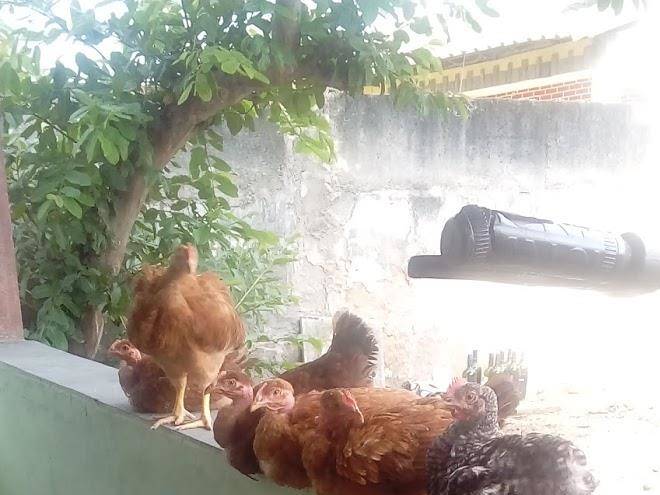 Pousada recanto dos borges