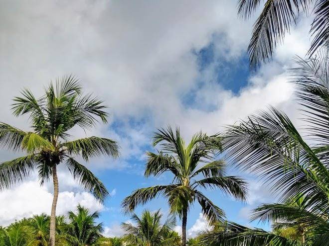 Praia De Maracajau Image