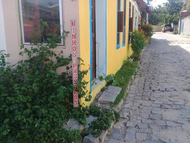 Pipa Ninho Dos Passaros Image