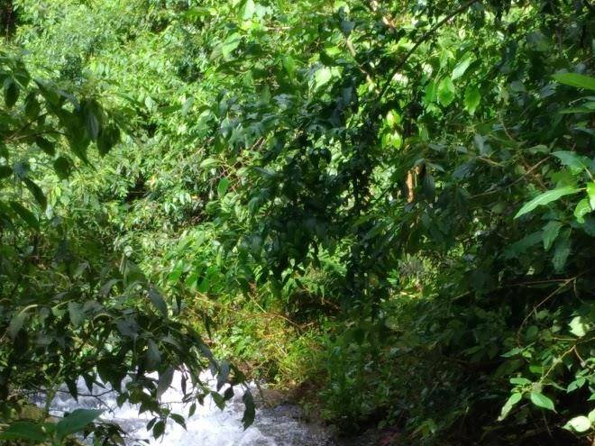 Natureza Sanadora Image