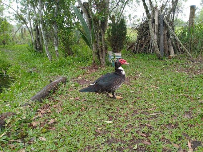 Holztel Hospedaria Rural Image